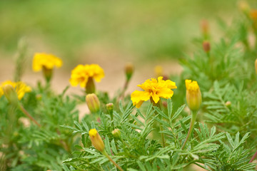 blooming marigold flowers in the garden nature background