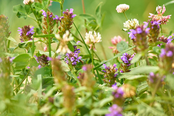 close up of meadow flowers. Blooming whiye and purple wild clover