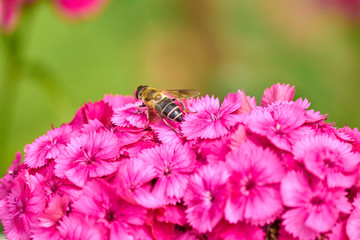 close up of Chinese carnation flower and sitting bee on natural background