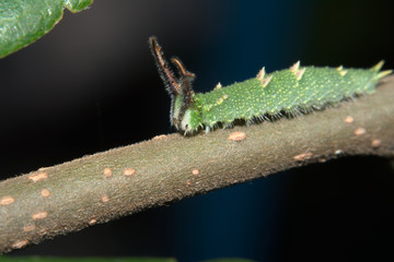 オオムラサキの幼虫