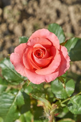 Beautiful pink roses blossom in the garden. Countryside backyard landscape..