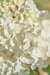 Soft white Hydrangea (Hydrangea macrophylla) or Hortensia flower Shallow depth of field for soft dreamy feel..