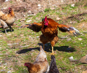 Rooster and hen walk in the meadow