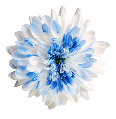 Fototapeta premium white and blue dahlia flower, white isolated background with clipping path. Closeup. no shadows. For design. Nature.