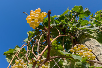 Beautiful bunches of white grapes taken from below against the blue sky of a sunny day just before the harvest