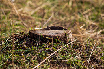 Stump from a sawn tree in nature