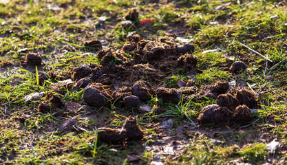 Poop animal on the grass in the park