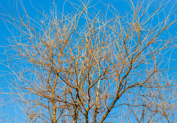 Bare branches on a tree against a blue sky