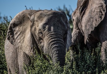 African elephants in Addo Elephant National Park
