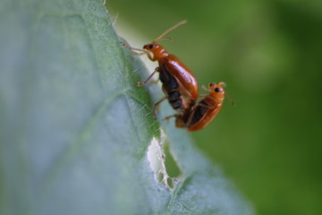 bug on leaf