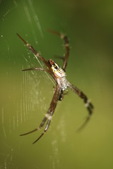 spider on web