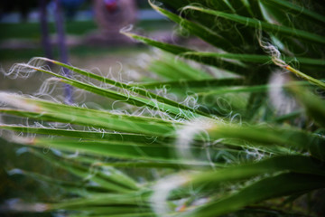 Fringed palm leaves closeup concept. Close view of palm leaves.