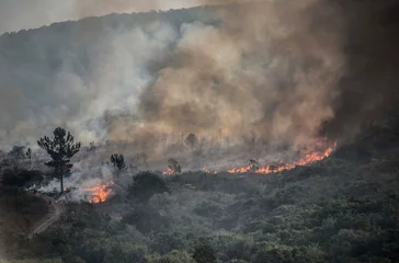Foto op Canvas A bushfire in the Bergrivier area of South Africa © dirkseyfried