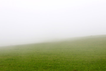 Fototapeta na wymiar Un prairie dans la brume