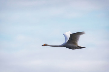 Whooper swan