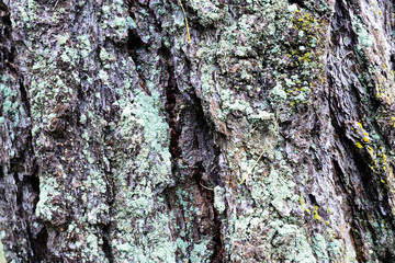 photo tree bark