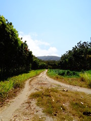 Road to Argopuro Mountain,Jember,East Java,Indonesia