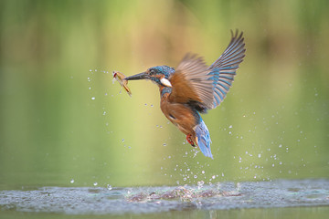 A male kingfisher Alcedo atthis leaves the water with a minnow in its beak and its wings spread