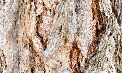 photo tree bark