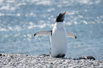 penguins