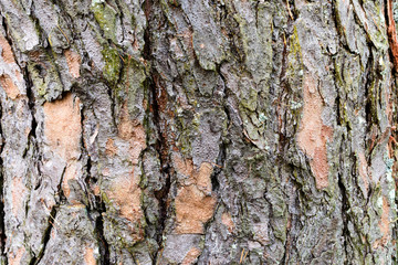 photo tree bark