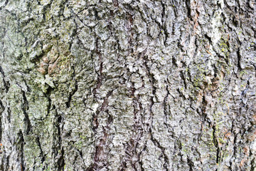 Fototapeta premium photo tree bark