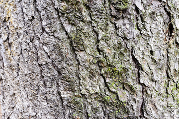 photo tree bark