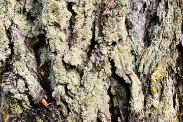 photo tree bark