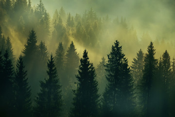 Incredibly beautiful sunrise in the mountains. Coniferous trees in the fog and the rays of the sun...