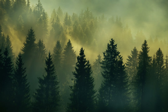 Incredibly beautiful sunrise in the mountains. Coniferous trees in the fog and the rays of the sun through the foggy forest.