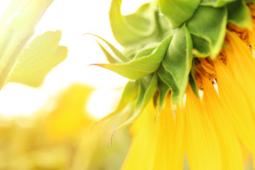 Beautiful blooming sunflower, closeup view