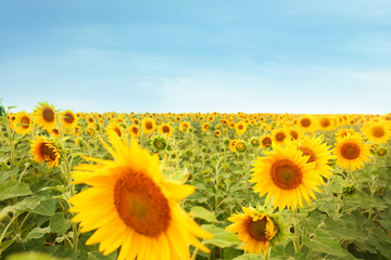 Obraz premium Beautiful sunflower field on summer day