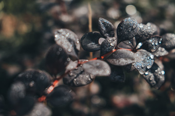 Leave barberry close up, covered with dew. The red ones pour. Dark leaves. An amazing plant.