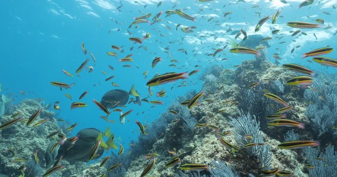 School of Cortez rainbow wrasse and Yellowtail surgeonfish on the reefs of the sea of cortez, Mexico.