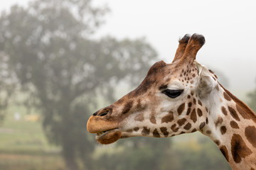 Kopf einer Giraffe im Safari-Park Longleat, Südengland