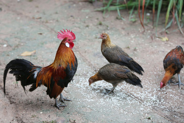 Jungle fowl eating prey with haste. We watched and were happy.