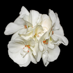 White geranium flower isolated on a black background