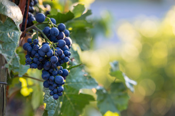 Reife Rotweintrauben bei Sonnenuntergang