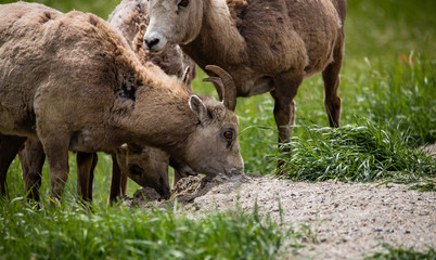 Bighorn Sheep
