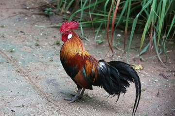 Jungle fowl eating prey with haste. We watched and were happy.