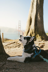 Husky puppy near Golden Gate Bridge San Francisco