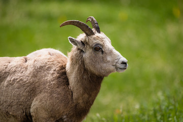 Bighorn Sheep