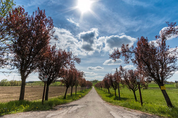 Obraz premium Il viale e il sole