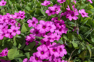 Fiorire in privamera