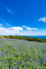 Fototapeta premium Landscape of Awaji Hanasajiki Park