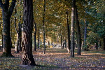 Beautiful trees in the park in early autumn on a sunny day.