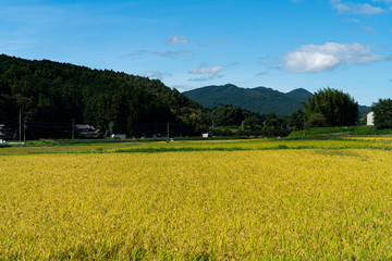 The shrines in Japan