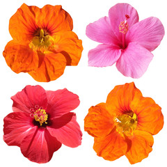 Set of hibiscus and nasturtium flowers isolated on white background