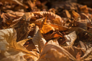Yellow, orange, gold leaves in autumn