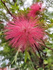 beautiful Pink flower in the garden